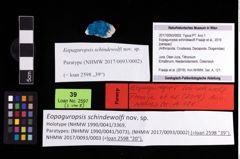 Foto (Objekt + Etikett) von Eopaguropsis schindewolfi (Fraaije et al., 2019)  (NHMW-GEO-2017-0093-0002)